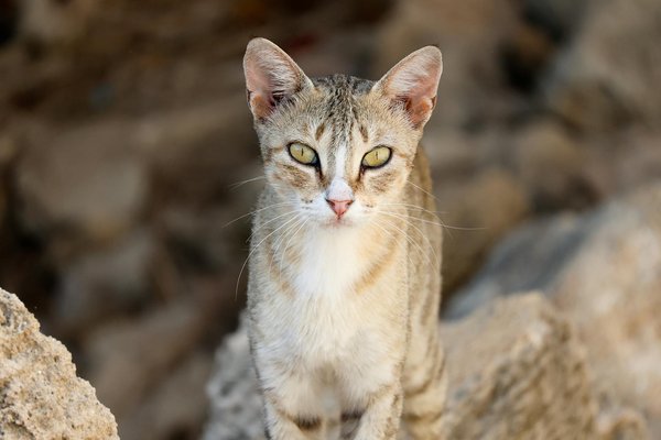 How Can Pet Owners in the UK Integrate Sustainable Practices into Their Daily Routines?